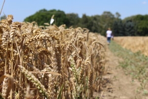 Hladan tuš za ratare - cijena pšenice 2,1 kunu za kilogram?