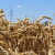 Veći prinosi pšenice, a oštriji skokovi cena - to će nam doneti globalno zagrevanje?