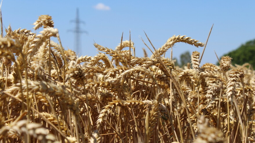Veći prinosi pšenice, a oštriji skokovi cijena - to će nam donijeti globalno zagrijavanje?