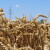 Stare sorte pšenice u ovakvoj godini imale odlične prinose - treba li ih sačuvati?