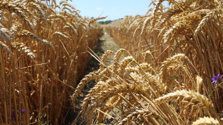 Bez berzanskih ugovora na novi rod pšenice?