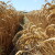 Produktna berza: Cena pšenica pala na 35 dinara