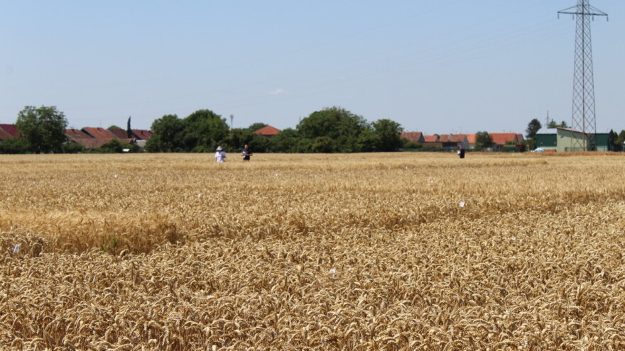 Hladan tuš i za ratare u Hrvatskoj - cijena pšenice preniska?
