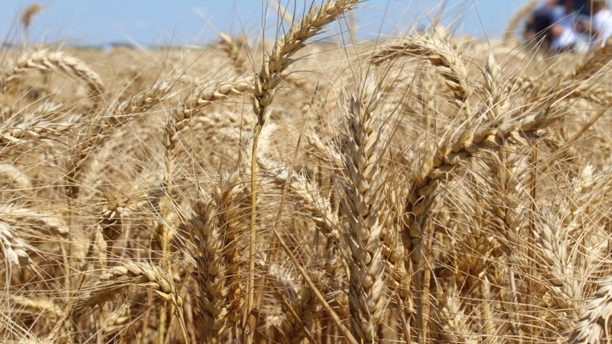 Proizvođači pšenice čekaju četvrtak: Bit će vanredno ako dođemo s traktorima