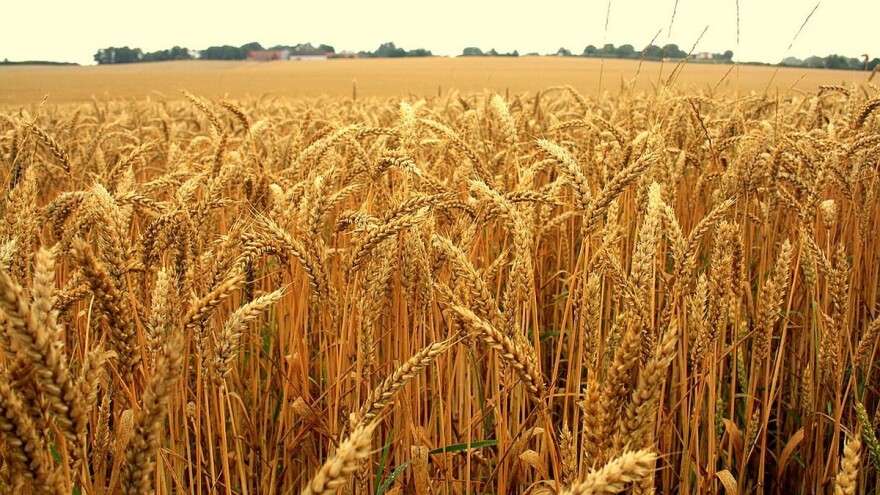 Ukrajinski izvoz pšenice blizu rekorda