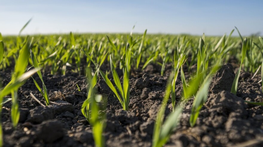 Obavite kvalitetnu jesensku gnojidbu ratarskih kultura