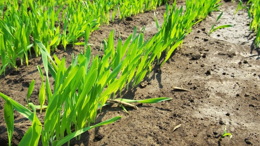 Potreba za hranivima i gnojidba strnih žitarica u jesen