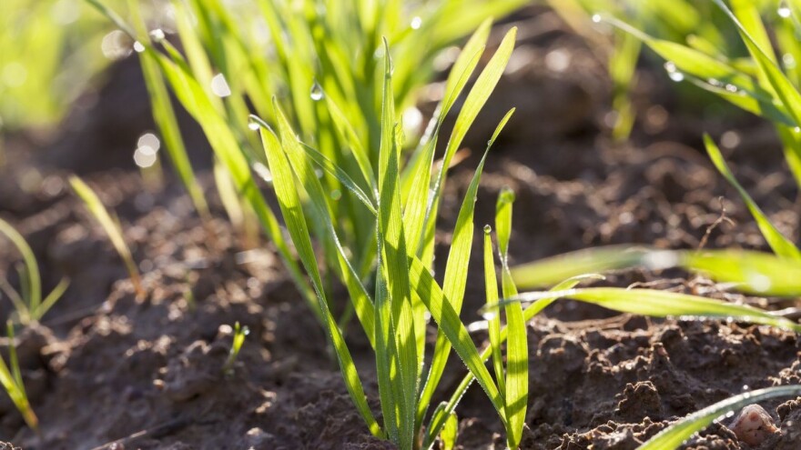 Odaberite kvalitetnu jesensku zaštitu od uskolisnih korova u ozimim žitaricama
