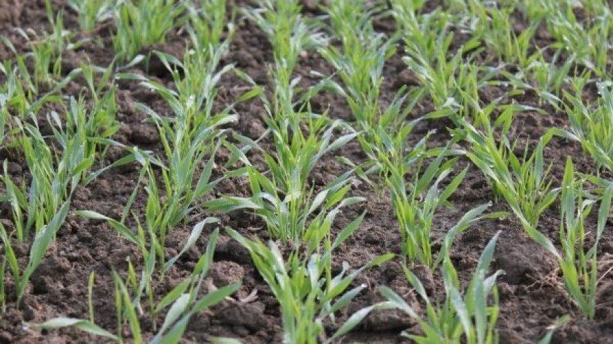 Pravilnim odabirom sorte do uspješne žetve!