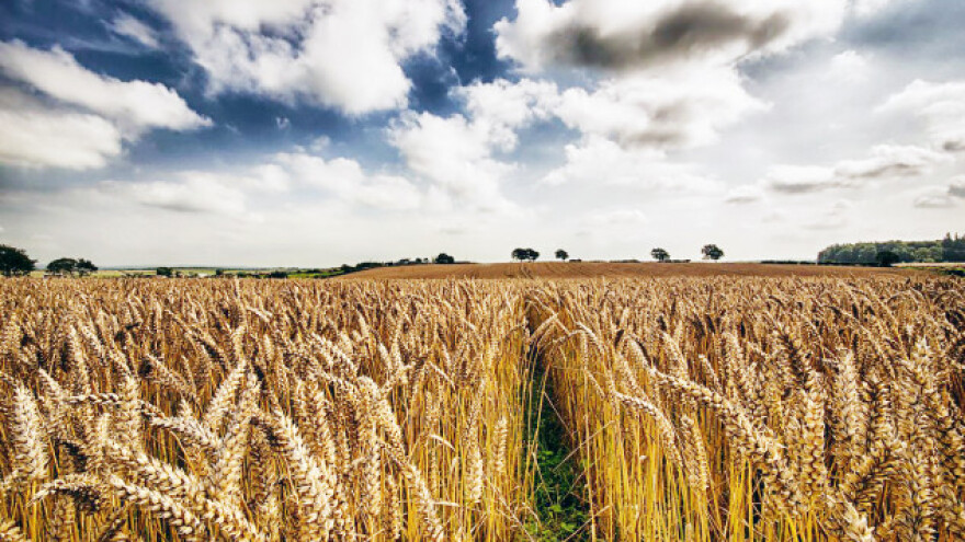 Ukrajina izvezla preko 11 miliona tona pšenice