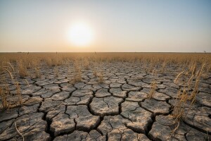 Pšenica još nije zlato
