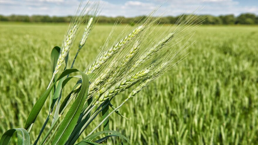 Pšenica je već klasala - na vrijeme provedite zaštitu od najznačajnijih bolesti!