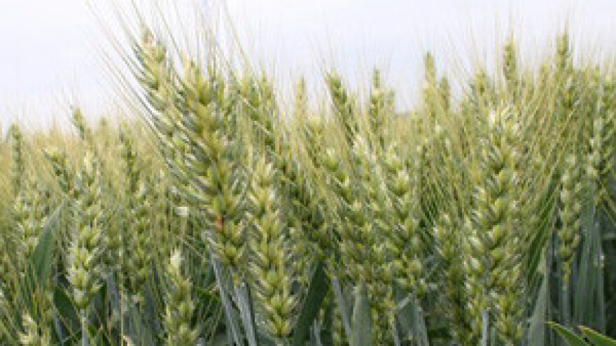 Lisne uši na pšenici