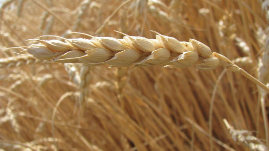 Pad cijena ruske pšenice unatoč većoj potražnji