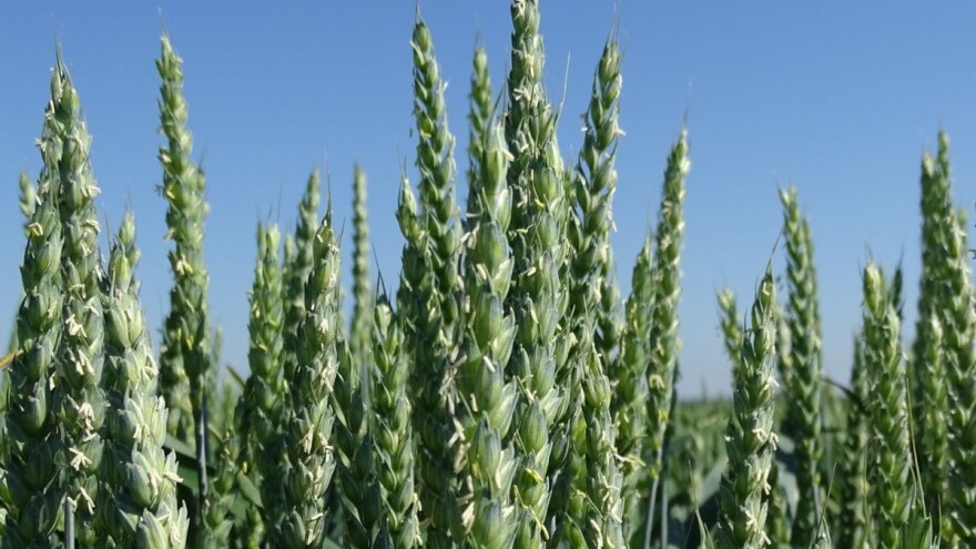 Za visoke prinose provedite kvalitetan program zaštite žitarica od bolesti