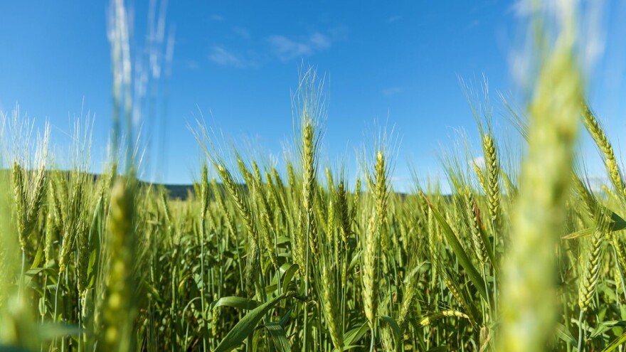 Kasna folijarna prihrana pšenice budi sve veće zanimanje poljoprivrednika