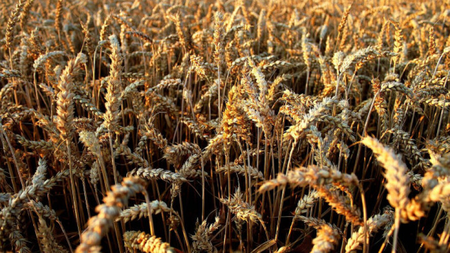 Ukrajina izvezla 7,5 miliona tona pšenice