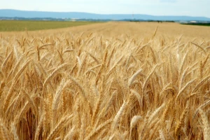 Crnomorski region - najveći svetski snabdevač žitaricama