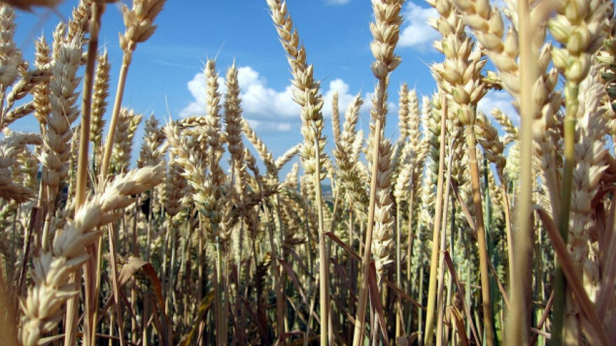 Rusija proizvela oko 86 miljuna tona pšenice