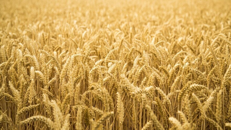 Ruska pšenica zbog jake tražnje prati globalne trendove