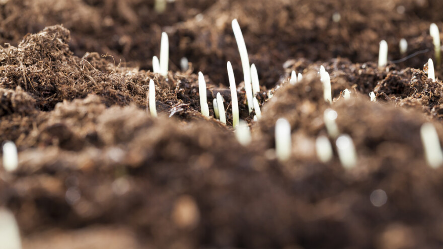 Mangan ubrzava klijanje i nicanje
