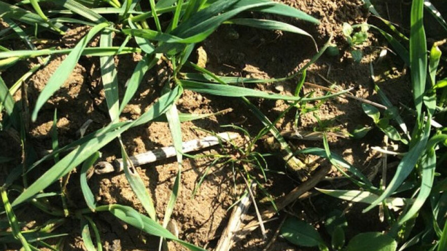 Riješite se korova, vrijeme je za Alister grande