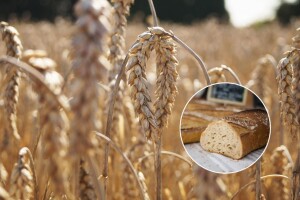 Zbog poskupljenja svjetske pšenice poskupjelo i brašno - uskoro i hljeb?