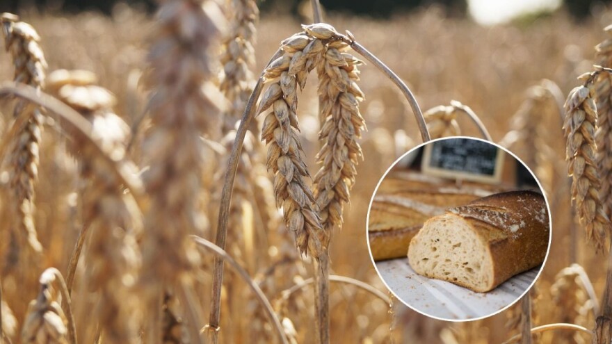 Zbog poskupljenja svjetske pšenice poskupjelo i brašno - uskoro i hljeb?