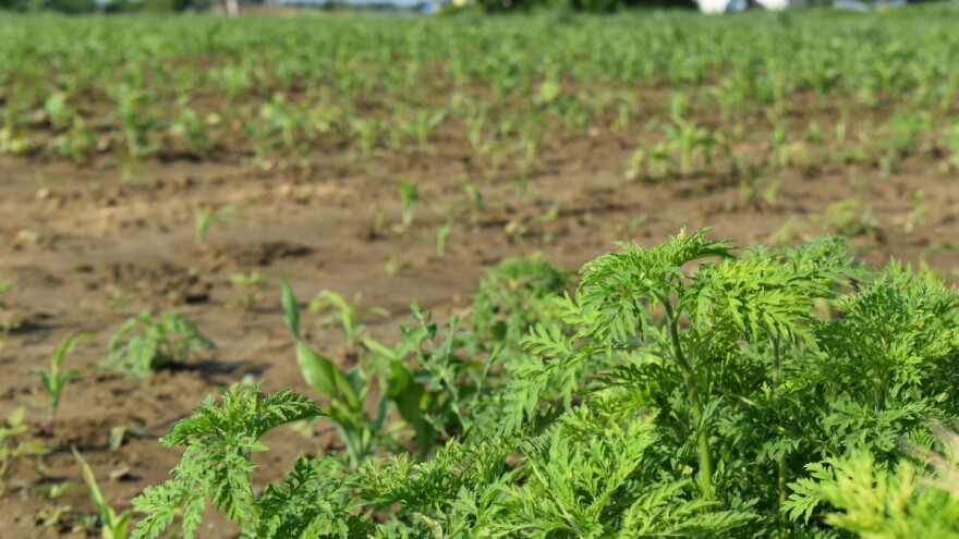 Sjeme ambrozije vitalno je 40 godina - kako je suzbiti?