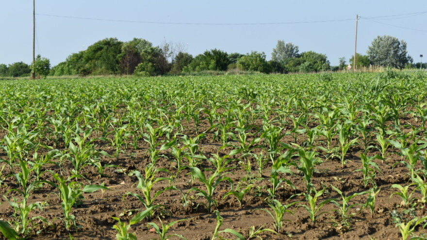 Manji prinosi zbog suše? Kiša kroz nevreme nije nanela štetu?