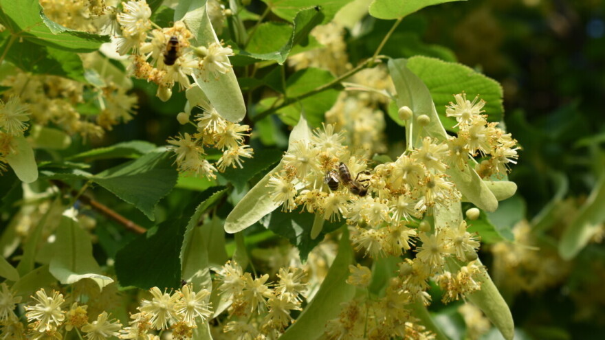 Radovi u pčelinjaku tokom juna