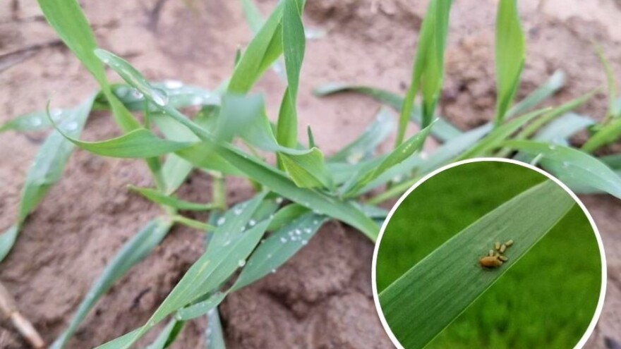 Značajno brojnija populacija lisnih ušiju u uljanoj repici, pšenici i ječmu