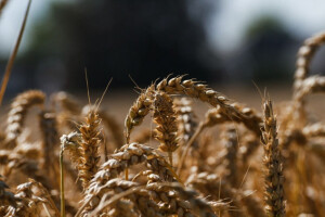 Crnomorski region - broj jedan u svijetu pšenice