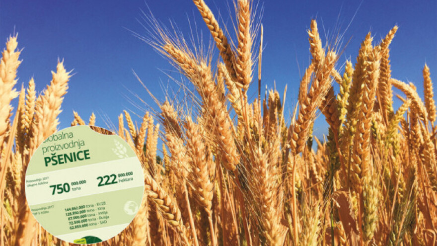 Tržište pšenice raste, a rekordni prinosi iznenađuju