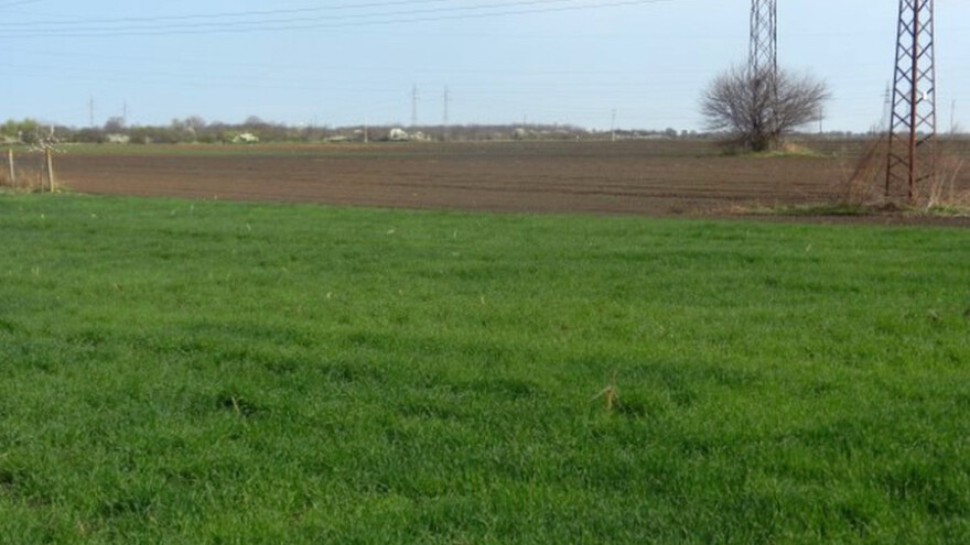 Srednji Banat: različite faze razvoja pšenice