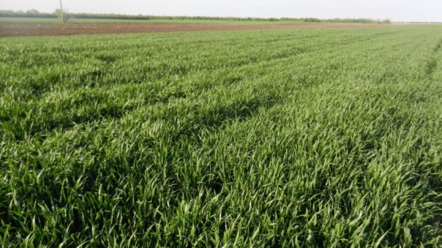 Pregledi pšenice i ječma