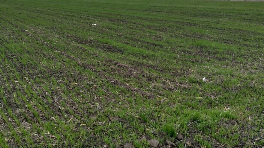 Pšenica i ječam sada najizloženiji napadu pegavosti, kako ih zaštititi?