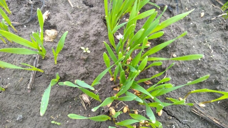 Od srede toplije vreme - uočena siva pegavost lista pšenice