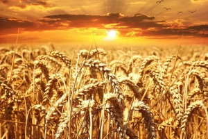 Sunčano i toplo tokom čitave nedelje