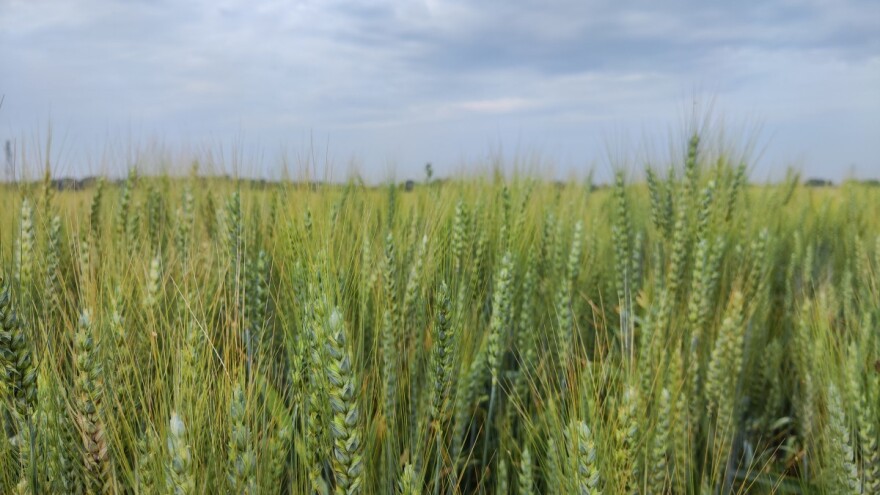 Do petka promenljivo sa kišom, za vikend sunčano