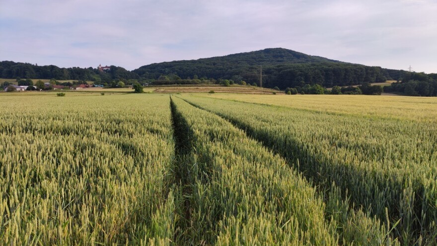 Česte padavine donele fuzarijum, a za vikend opet nestabilno sa kišom