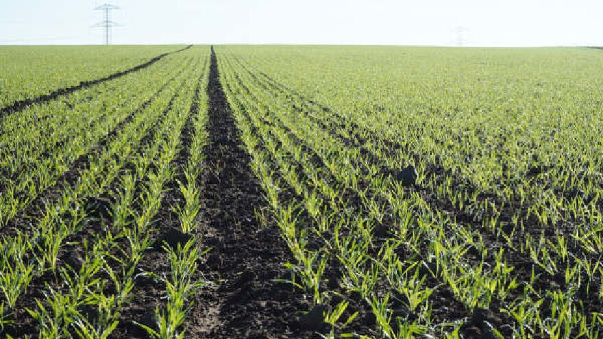 Kiša dobro došla ratarskim kulturama