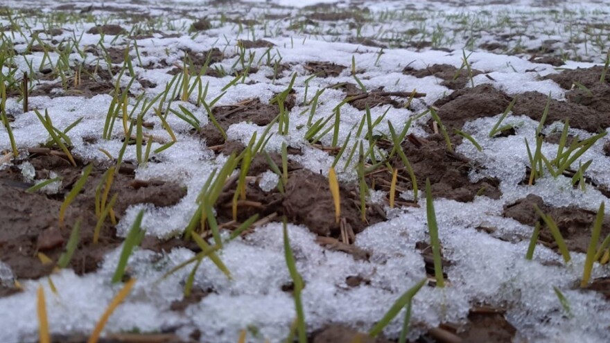 Mart završavamo sa snegom, ali i sa štetočinama
