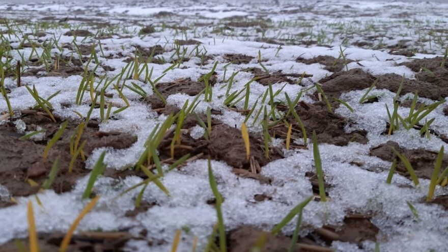 Dugotrajna suša smanjila prognozirani prinos pšenice za 30 odsto