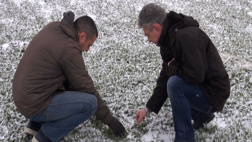 Januarski sneg prija pšenici, repici i ječmu