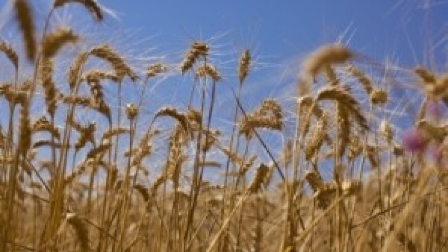 Obavijest proizvođačima ozime pšenice