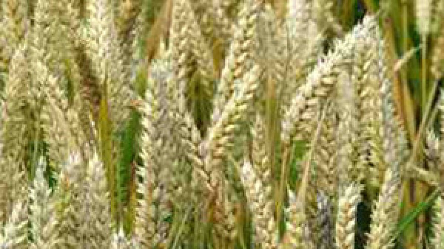 Iran potiho kupio gotovo svu pšenicu na tržištu?!