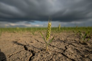 Pšenica prerano isklasala