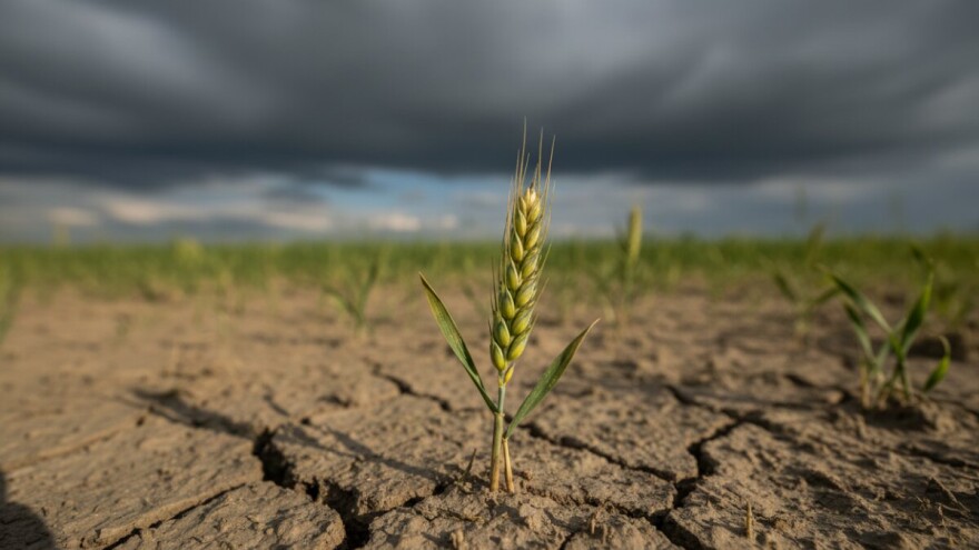 Pšenica prerano isklasala
