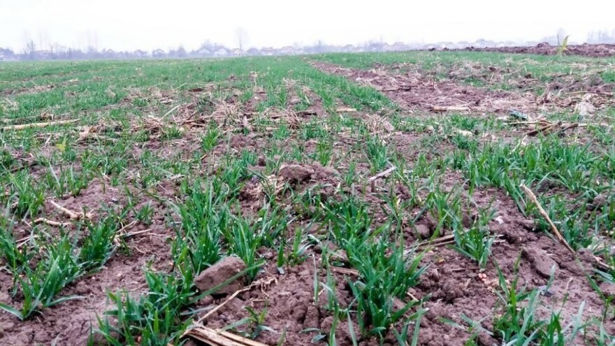 Prostran: Pšenica pati zbog manjka vlage, mraz uništio rane trešnje i kajsije